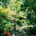 Rain Forest